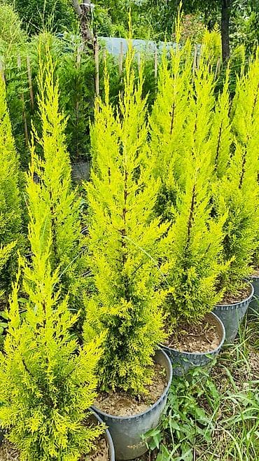 Çox münasib qiymətə Limonni agaclari sifariş üçün əlaqə saxlaya lalafo.az -da Çox münasib qiymətə Limonni agaclari sifariş üçün əlaqə saxlaya