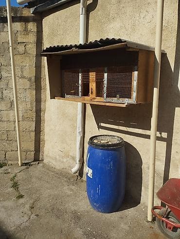 Cöl ücün dəfəs lalafo.az -da Cöl ücün dəfəs