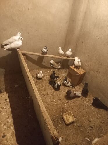 Ev göyərçinləri – müxtəlif rəng və növlər - Şəkillərdə göstərilən lalafo.az -da Ev göyərçinləri – müxtəlif rəng və növlər - Şəkillərdə göstərilən