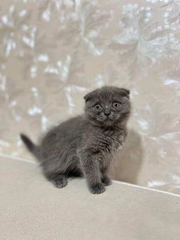 Britan yastı qulaq, Dişi, Ünvandan götürmə lalafo.az -da Britan yastı qulaq, Dişi, Ünvandan götürmə