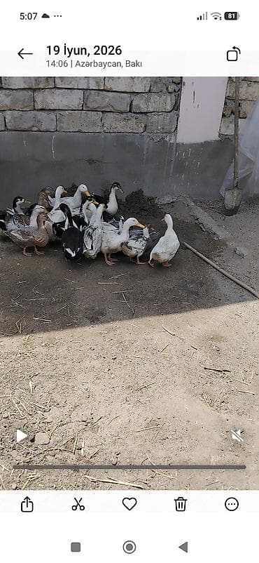 Ördəklər satılır ünvan Maştağadadi qiymət 10 manatdan lalafo.az -da Ördəklər satılır ünvan Maştağadadi qiymət 10 manatdan