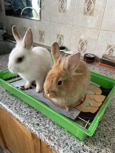 Karlik növdülər bundan artıq böyümür. Qəfəslə bir yerdə su içmək üçün lalafo.az -da Karlik növdülər bundan artıq böyümür. Qəfəslə bir yerdə su içmək üçün