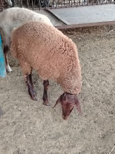 Quzu, Erkək, Qala, ay: 6, 35 kq, Ətlik, Ünvandan götürmə lalafo.az -da Quzu, Erkək, Qala, ay: 6, 35 kq, Ətlik, Ünvandan götürmə