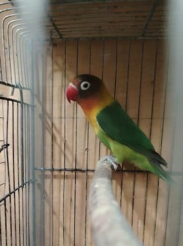 Saglam il yarimliq qizgin erkeydi lalafo.az -da Saglam il yarimliq qizgin erkeydi