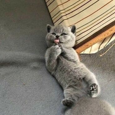 Şotland, Erkək, Dişi, Ödənişli çatdırılma, Rayonlara çatdırılma lalafo.az -da Şotland, Erkək, Dişi, Ödənişli çatdırılma, Rayonlara çatdırılma