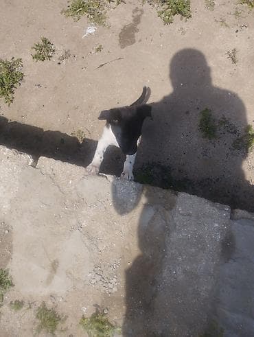 Zvonok, 1 ay, Dişi, Peyvəndli, Ödənişli çatdırılma lalafo.az -da Zvonok, 1 ay, Dişi, Peyvəndli, Ödənişli çatdırılma