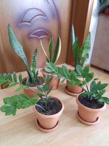 Zamioculcas gülü (dollar gülü) lalafo.az -da Zamioculcas gülü (dollar gülü)