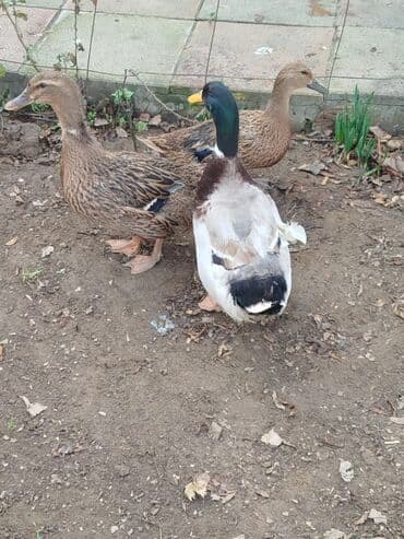 Əvvəla Salam 1 erkək 2 dişi ördək satılır hərgün yumutlarıylar ünvan lalafo.az -da Əvvəla Salam 1 erkək 2 dişi ördək satılır hərgün yumutlarıylar ünvan