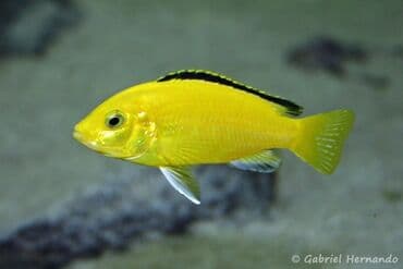 Cixlid balığı, Yırtıcı, Ünvandan götürmə, Ödənişli çatdırılma lalafo.az -da Cixlid balığı, Yırtıcı, Ünvandan götürmə, Ödənişli çatdırılma