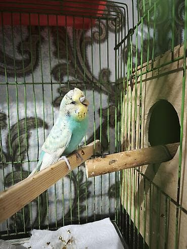 Çexdən dönmə dişi bala verib lalafo.az -da Çexdən dönmə dişi bala verib