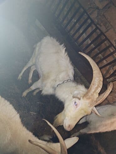 Erkək, il: 2, Damazlıq lalafo.az -da Erkək, il: 2, Damazlıq