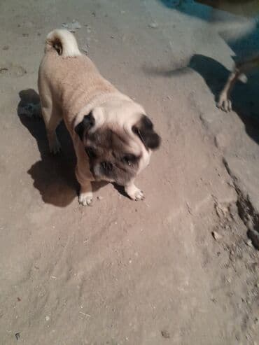 Mops, 4 il, Erkek, Cütləşmə üçün lalafo.az -da Mops, 4 il, Erkek, Cütləşmə üçün