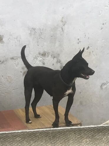 Sortu Yaktriyer 1 yas 4 ayliqdi iynesi dermani vaxti vaxtnda vurulub lalafo.az -da Sortu Yaktriyer 1 yas 4 ayliqdi iynesi dermani vaxti vaxtnda vurulub