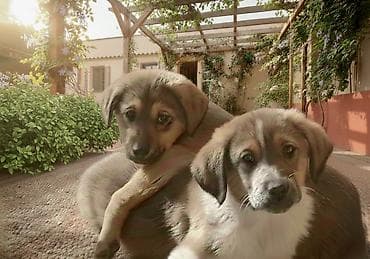 2 ay, Erkek lalafo.az -da 2 ay, Erkek