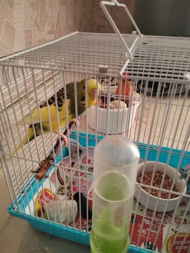 Sarı-yaşıl rəngli dalmatian naxışlı dalğalı tutuquşu (budgerigar) lalafo.az -da Sarı-yaşıl rəngli dalmatian naxışlı dalğalı tutuquşu (budgerigar)