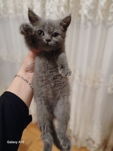 Şotland, Dişi, Yaxşı əllərə, Ünvandan götürmə lalafo.az -da Şotland, Dişi, Yaxşı əllərə, Ünvandan götürmə