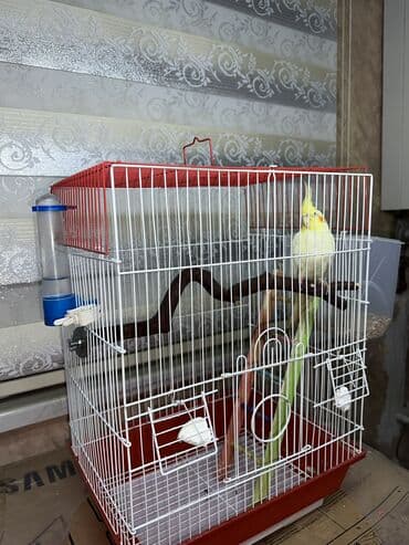 Сёдла: Korella quşu. 4 aylıqdır, ələ tam örgəşib, 2 söz bilir, Babacık və at lalafo.az — 8 Сёдла: Korella quşu. 4 aylıqdır, ələ tam örgəşib, 2 söz bilir, Babacık və — 8