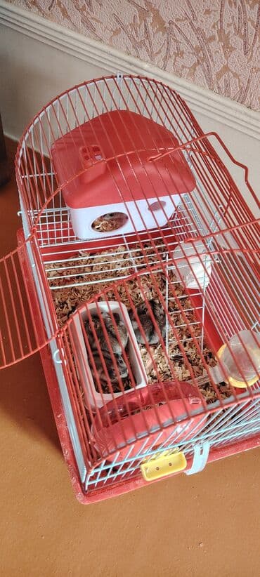 Cırtdan xomyaklar və tam avadanlıqlı qəfəs dəsti - Xomyak növü: kiçik lalafo.az -da Cırtdan xomyaklar və tam avadanlıqlı qəfəs dəsti - Xomyak növü: kiçik