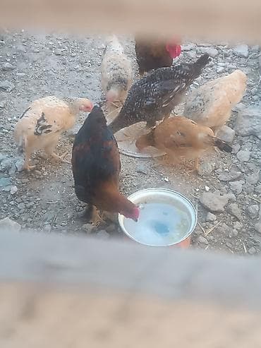 Məişət təsərrüfatı üçün müxtəlif cins yerli toyuqlar və xoruzlar - lalafo.az -da Məişət təsərrüfatı üçün müxtəlif cins yerli toyuqlar və xoruzlar -