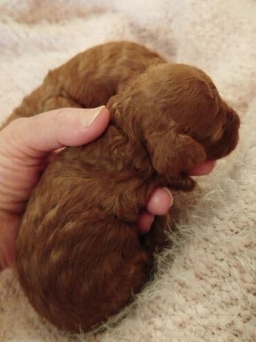 Pudel, Erkek lalafo.az -da Pudel, Erkek