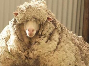 Сёдла: Qoyun yunu satılır.Çəkisi 900 kq.Çirklidir.Real alıcılar əlaqə at lalafo.az — 2 Сёдла: Qoyun yunu satılır.Çəkisi 900 kq.Çirklidir.Real alıcılar əlaqə — 2