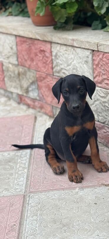 Doberman, 2 ay, Dişi, Peyvəndli lalafo.az -da Doberman, 2 ay, Dişi, Peyvəndli