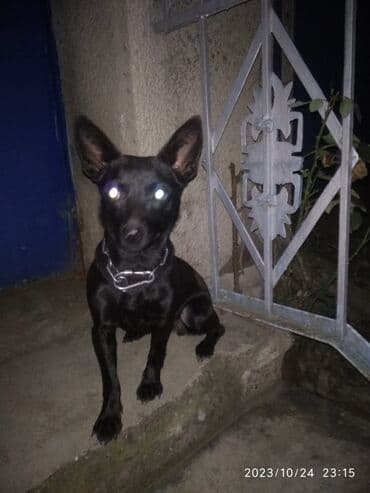 3 il, Dişi, Sənədli, Ödənişli çatdırılma lalafo.az -da 3 il, Dişi, Sənədli, Ödənişli çatdırılma