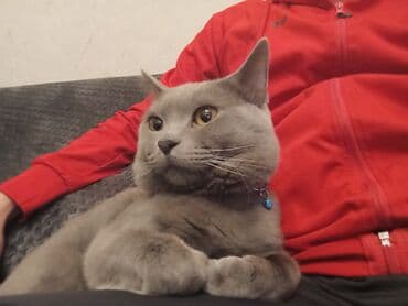 Britan, Erkək lalafo.az -da Britan, Erkək