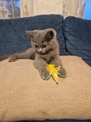 Britan lalafo.az -da Britan