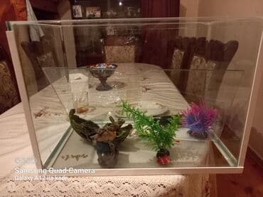 Dördbucaq akvarium, 40 l, Ünvandan götürmə lalafo.az -da Dördbucaq akvarium, 40 l, Ünvandan götürmə