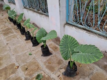 Удобрения: Güllər böyük və balaca olmaqla 10-15 manatdır. Ümumklokdə 8 ədəddir at lalafo.az — 1 Удобрения: Güllər böyük və balaca olmaqla 10-15 manatdır. Ümumklokdə 8 ədəddir — 1