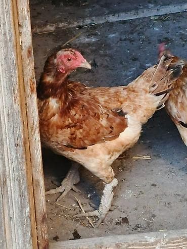 Toyuq, Damazlıq, Ünvandan götürmə lalafo.az -da Toyuq, Damazlıq, Ünvandan götürmə