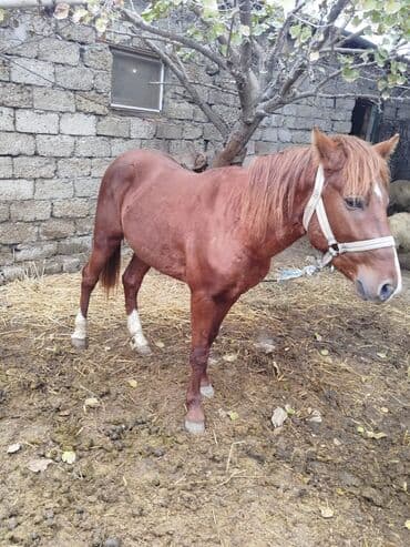 At – qızılı-kəhvəyi rəngdə, alınında kiçik ağ ləkə, burnundan aşağı ağ lalafo.az -da At – qızılı-kəhvəyi rəngdə, alınında kiçik ağ ləkə, burnundan aşağı ağ