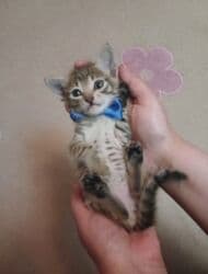 Реечные панели: Самец, Самка, В добрые руки at lalafo.az — 8 Реечные панели: Самец, Самка, В добрые руки — 8