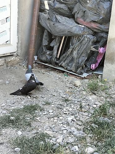 Cüt ev göyərçini - Növ: ev göyərçini (uşaq ayaqlı, tüklü pəncəli tip) lalafo.az -da Cüt ev göyərçini - Növ: ev göyərçini (uşaq ayaqlı, tüklü pəncəli tip)