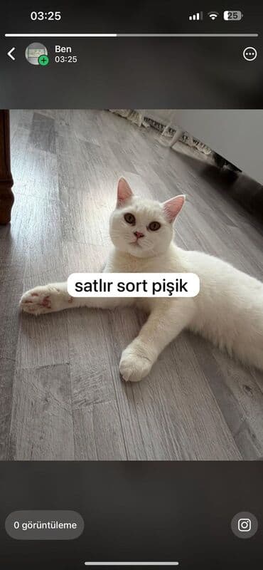 Satılır: saf ağ rəngli sort pişik Xüsusiyyətlər: - Qısa tüklü, yumşaq lalafo.az -da Satılır: saf ağ rəngli sort pişik Xüsusiyyətlər: - Qısa tüklü, yumşaq