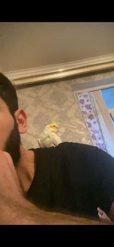 Salam korella 1 yaş 1 aylık el qusudur Qefes her bir şey uszetnfr lalafo.az -da Salam korella 1 yaş 1 aylık el qusudur Qefes her bir şey uszetnfr