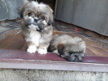 Pekines, 1 ay, Erkek, Ödənişli çatdırılma lalafo.az -da Pekines, 1 ay, Erkek, Ödənişli çatdırılma