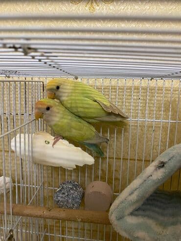 Məhsul: Agapornis (sevgili quşları) cütü Salam 1İllik cüt lalafo.az -da Məhsul: Agapornis (sevgili quşları) cütü Salam 1İllik cüt