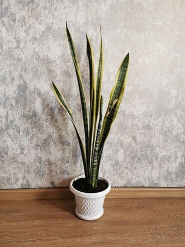 Ümumi boyu 1 metrdir. Qabla birlikdə satılır. Qulluq qaydası haqqında lalafo.az -da Ümumi boyu 1 metrdir. Qabla birlikdə satılır. Qulluq qaydası haqqında