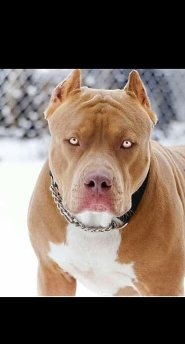 Pitbul lalafo.az -da Pitbul
