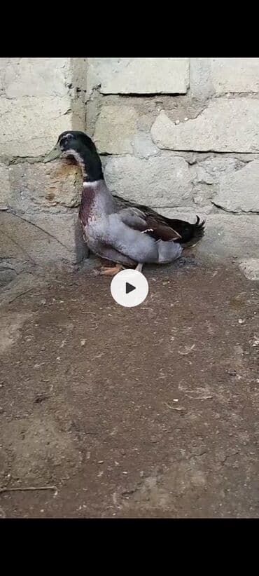 Erkək, Damazlıq, Ödənişli çatdırılma lalafo.az -da Erkək, Damazlıq, Ödənişli çatdırılma