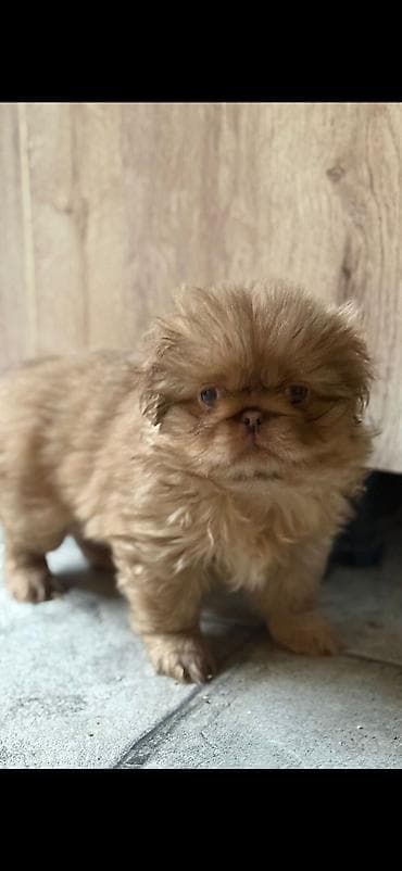 Pekines, 3 ay lalafo.az -da Pekines, 3 ay