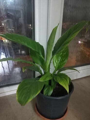 Spathiphyllum (Sülh zanbağı) – otaq bitkisi - Qara plastik dibçəklə lalafo.az -da Spathiphyllum (Sülh zanbağı) – otaq bitkisi - Qara plastik dibçəklə