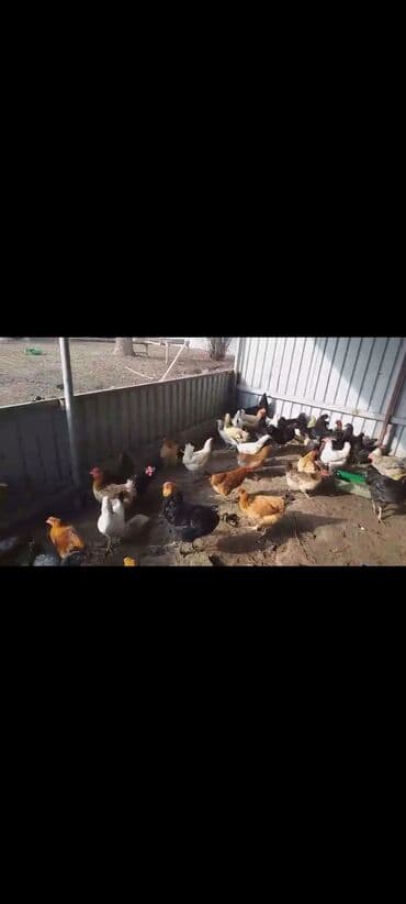 Toyuq, Yumurtalıq, Ünvandan götürmə lalafo.az -da Toyuq, Yumurtalıq, Ünvandan götürmə