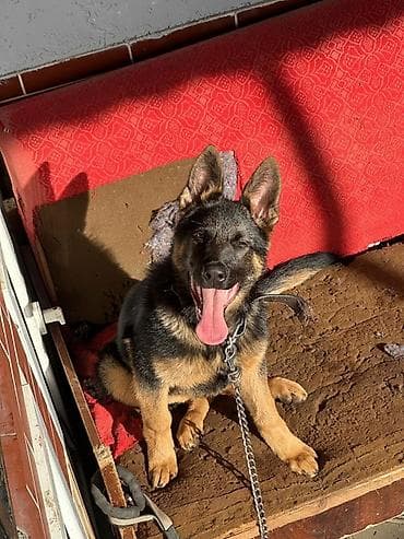 Alman çoban iti, 4 ay, Dişi, Peyvəndli, Ünvandan götürmə lalafo.az -da Alman çoban iti, 4 ay, Dişi, Peyvəndli, Ünvandan götürmə