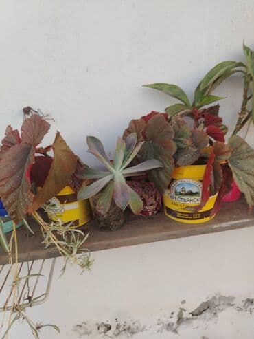 Ana ureyi 5azn
Aloe vera 1azn
Qilinc gulu 5azn lalafo.az -da Ana ureyi 5azn
Aloe vera 1azn
Qilinc gulu 5azn