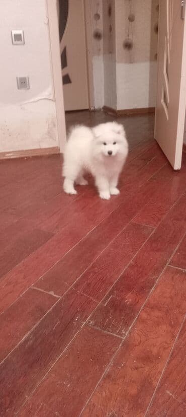 Samoyed lalafo.az -da Samoyed