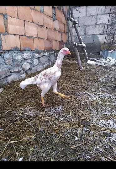 Toyuq, Damazlıq lalafo.az -da Toyuq, Damazlıq