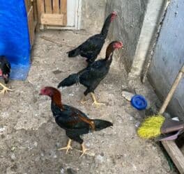 Heyratı Xoruz 3 Ədəd 5 Aylıq Beçələr.Tək Satılmır Yaxud Barter lalafo.az -da Heyratı Xoruz 3 Ədəd 5 Aylıq Beçələr.Tək Satılmır Yaxud Barter